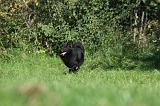 SCHIPPERKE 677